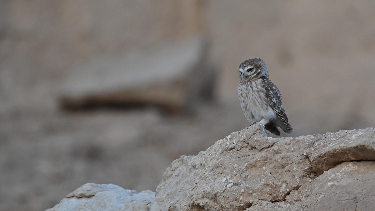 Little Owl - AREF ALAWADHI