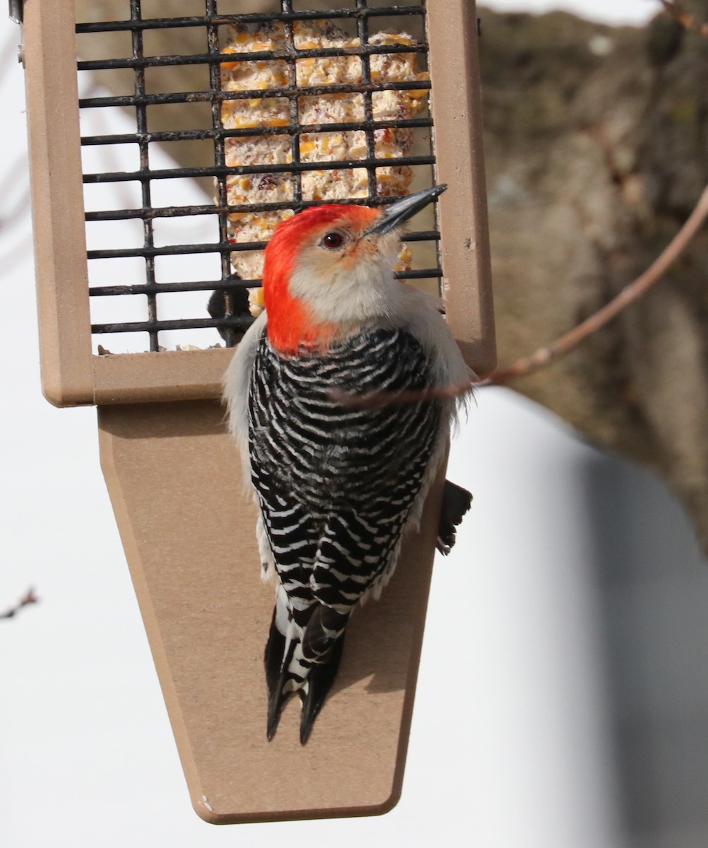 Red-bellied Woodpecker - Elizabeth Curley