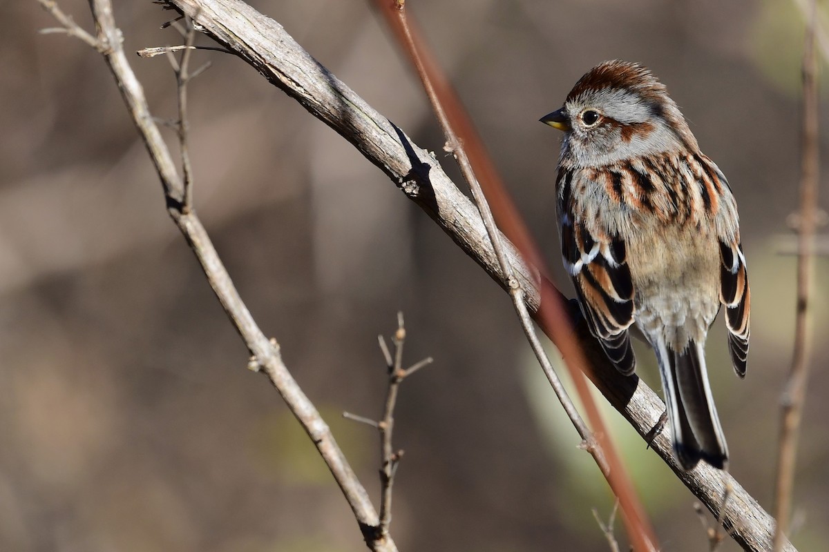 American Tree Sparrow - ML507770471