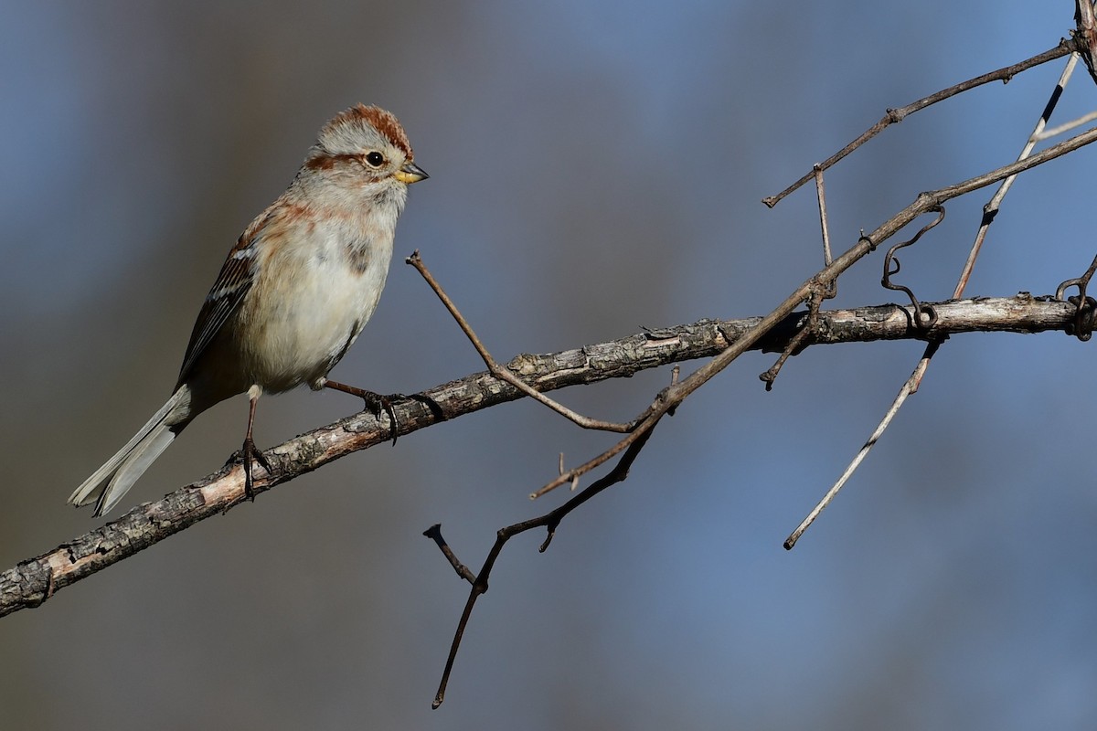 American Tree Sparrow - ML507770501