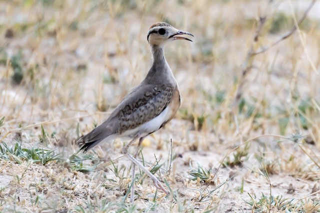 Immature bird. - Temminck's Courser - 