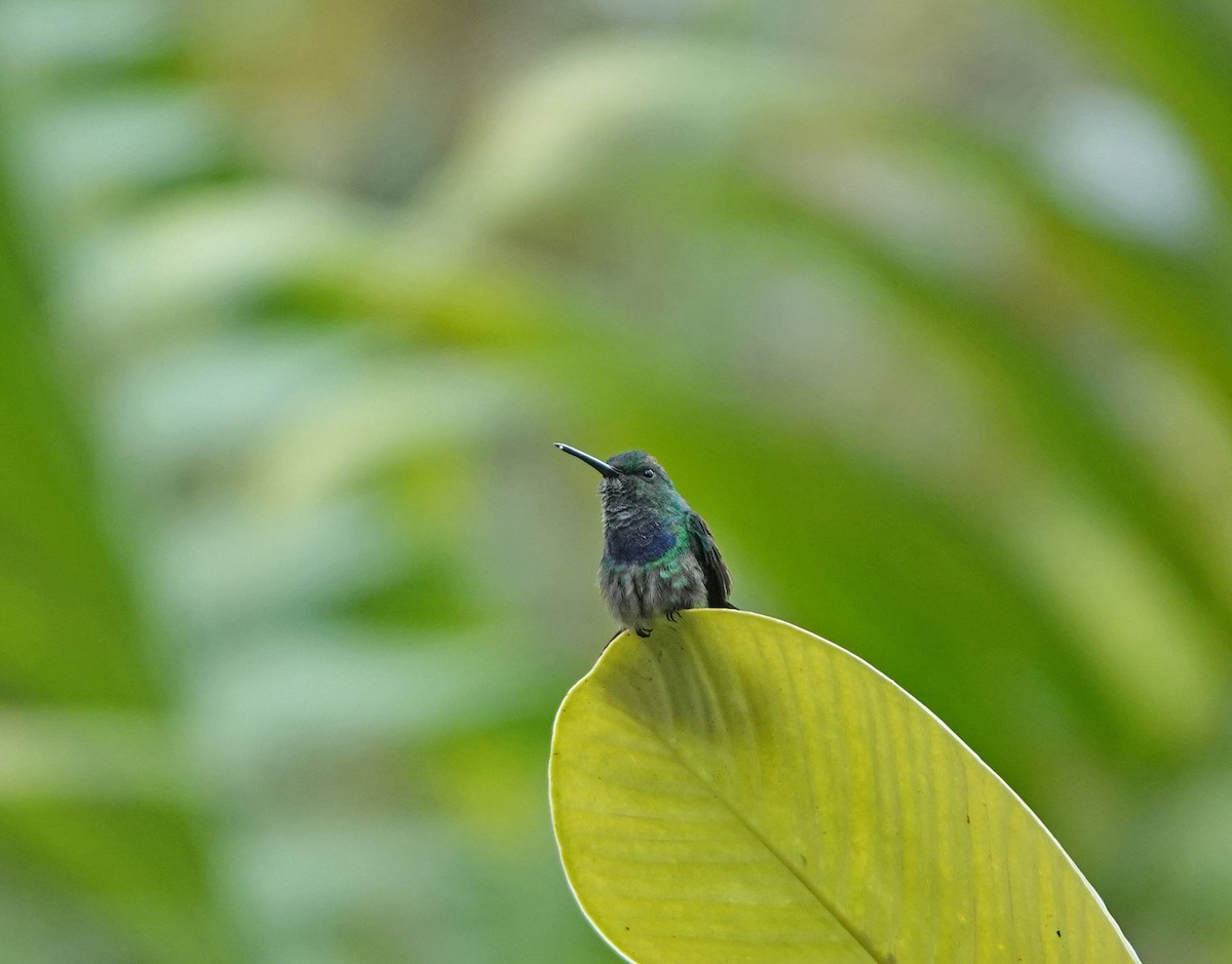 Blue-chested Hummingbird - ML507773191
