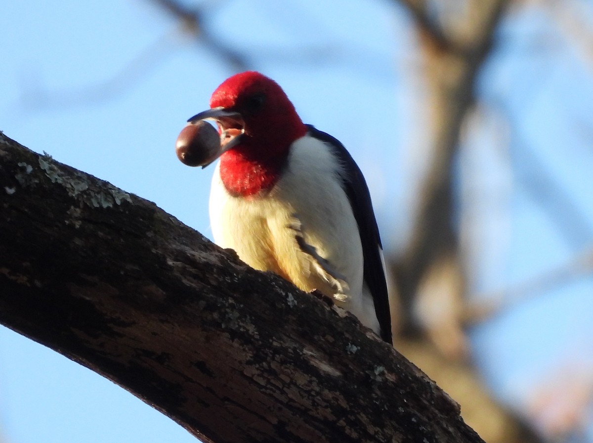 Red-headed Woodpecker - ML507774941
