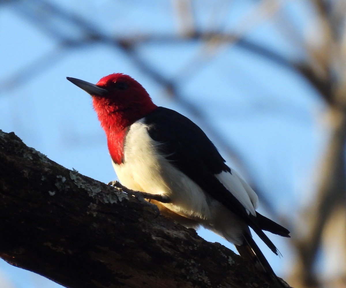 Red-headed Woodpecker - Fannie Courtier