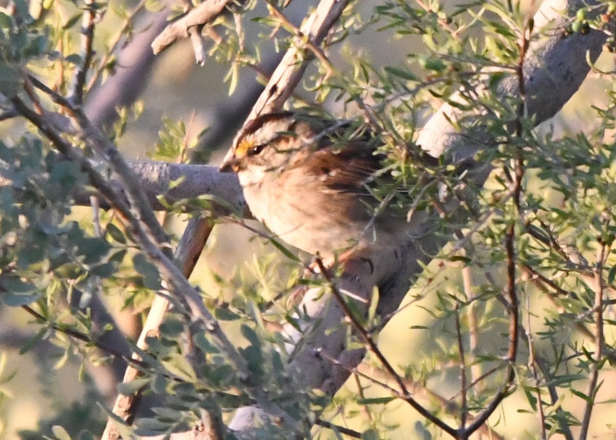 White-throated Sparrow - Tom Locascio