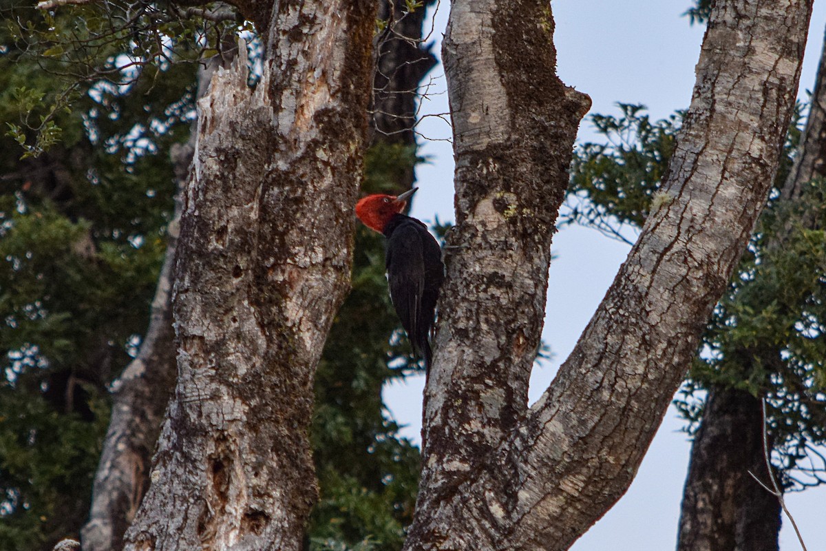 Magellanic Woodpecker - Freddy Sepúlveda