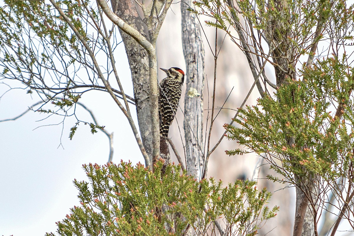 Striped Woodpecker - ML507776911