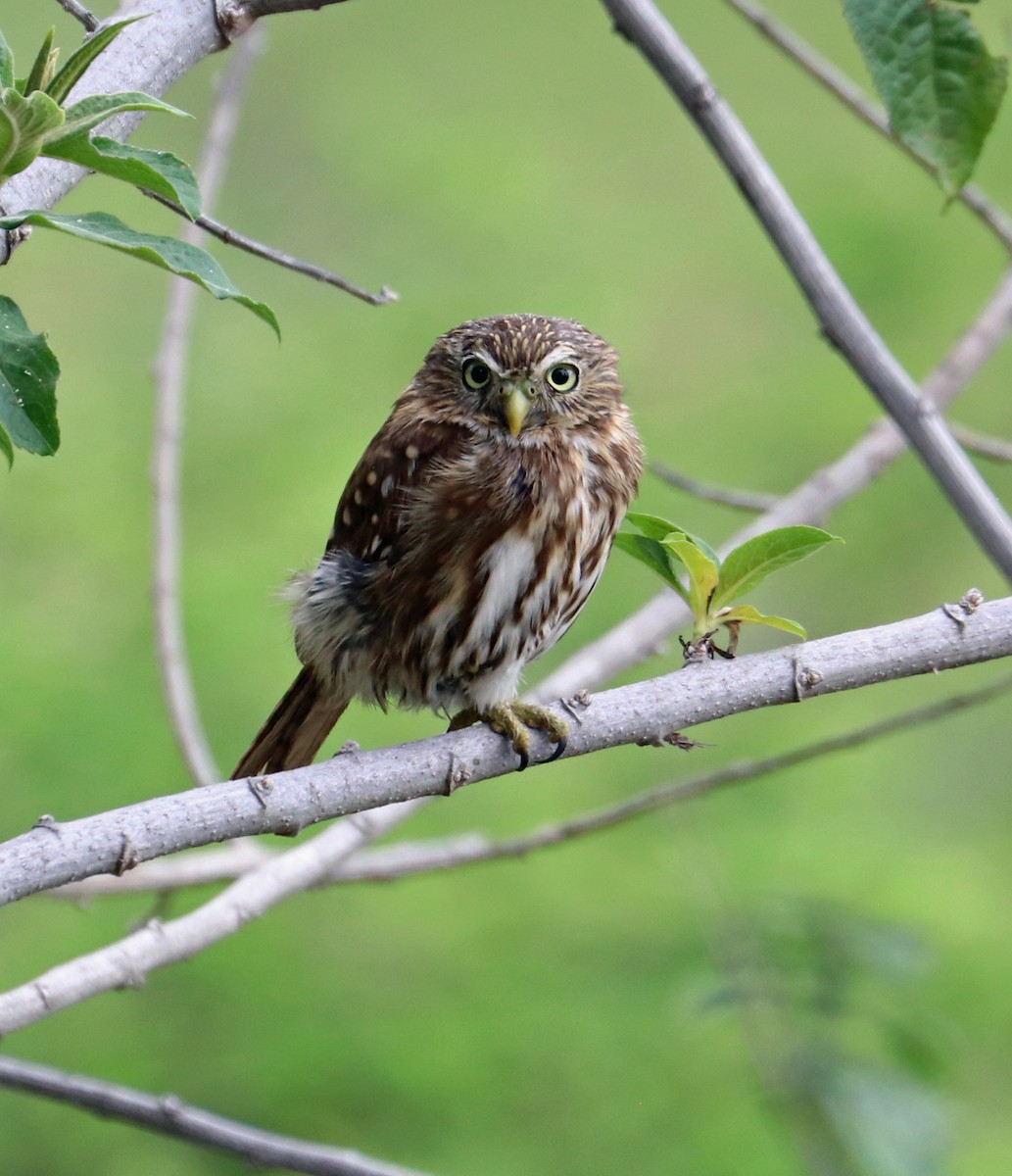 Peruvian Pygmy-Owl - ML507777161