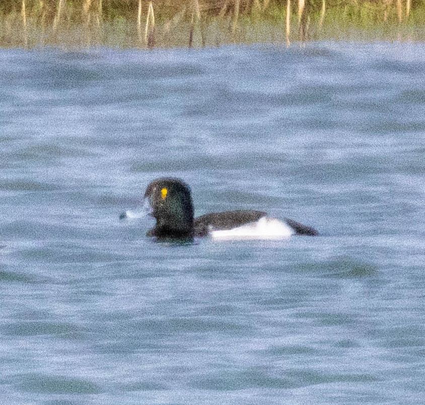 Tufted Duck - ML507778001