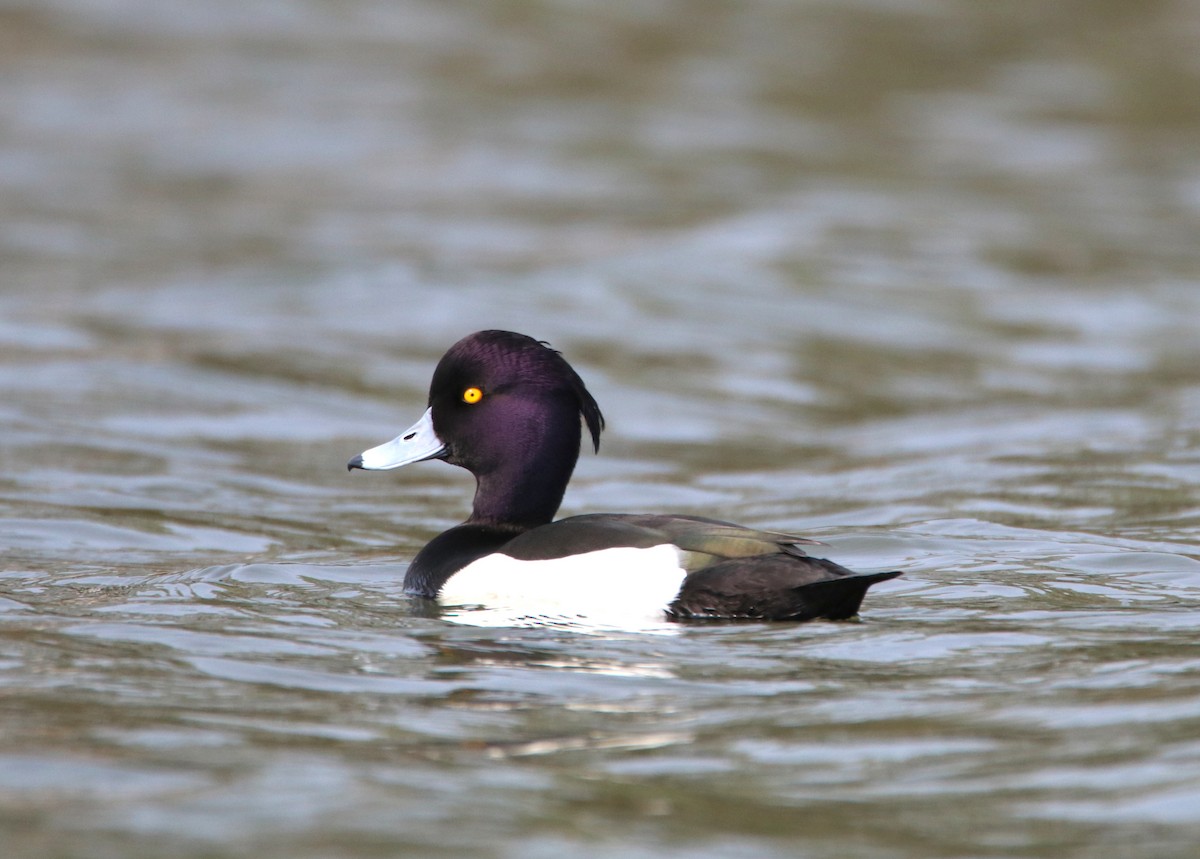 Tufted Duck - ML50777931