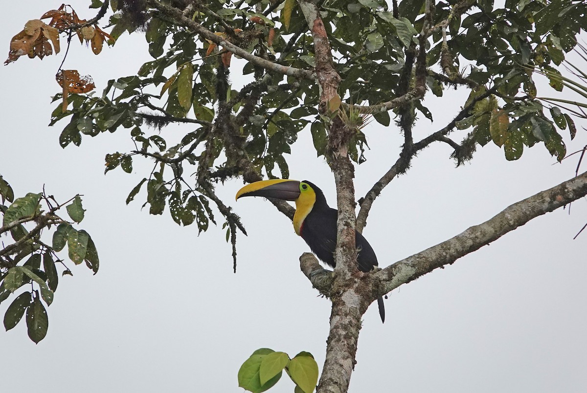 Yellow-throated Toucan - Roger Robb