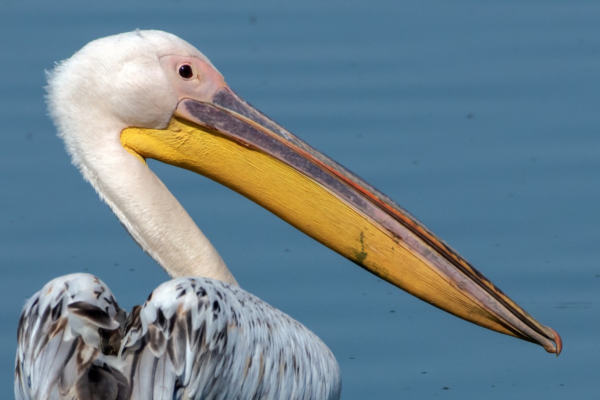 Great White Pelican - Eren Aksoylu