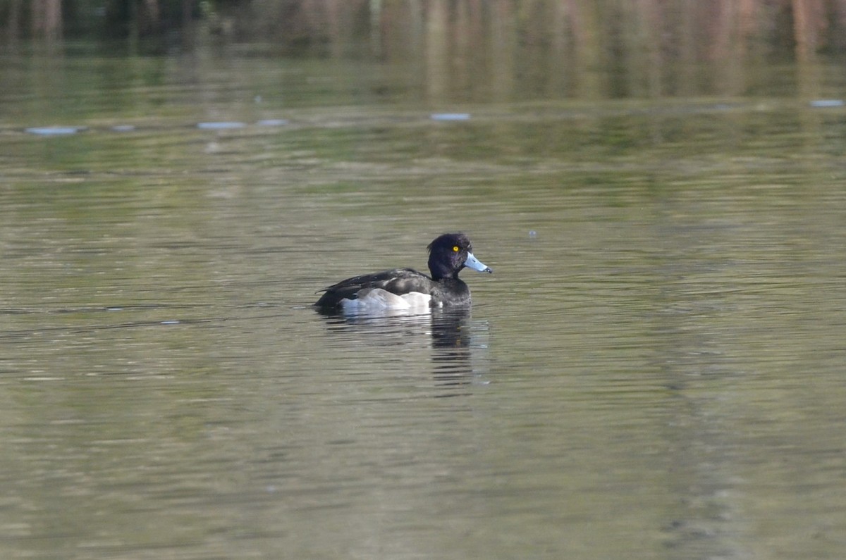 Tufted Duck - ML507784161