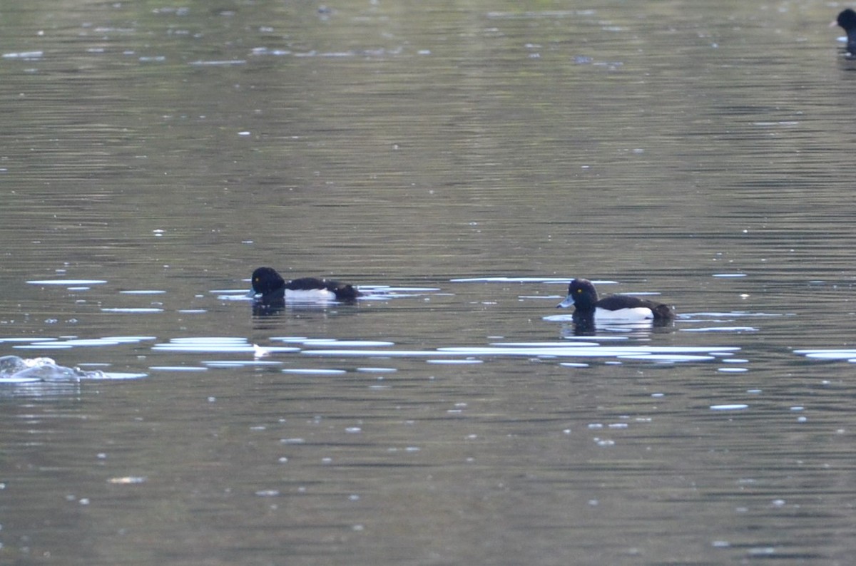 Tufted Duck - ML507784171