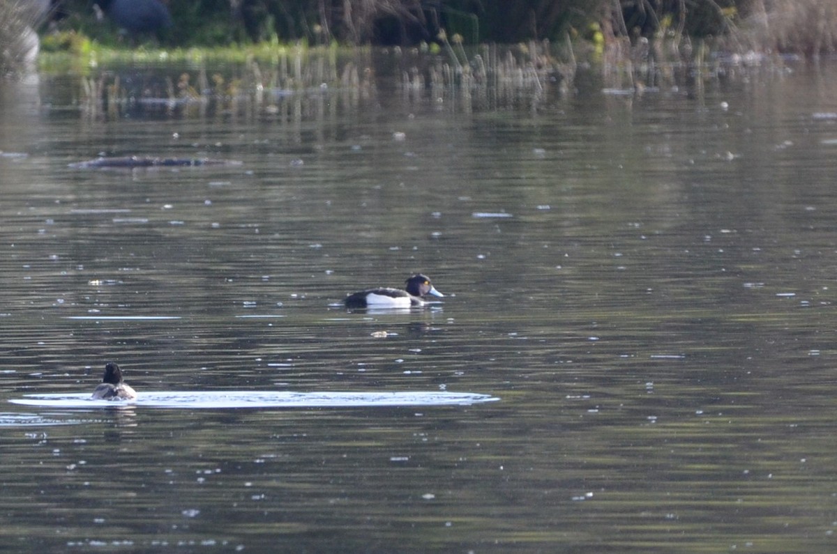 Tufted Duck - ML507784181