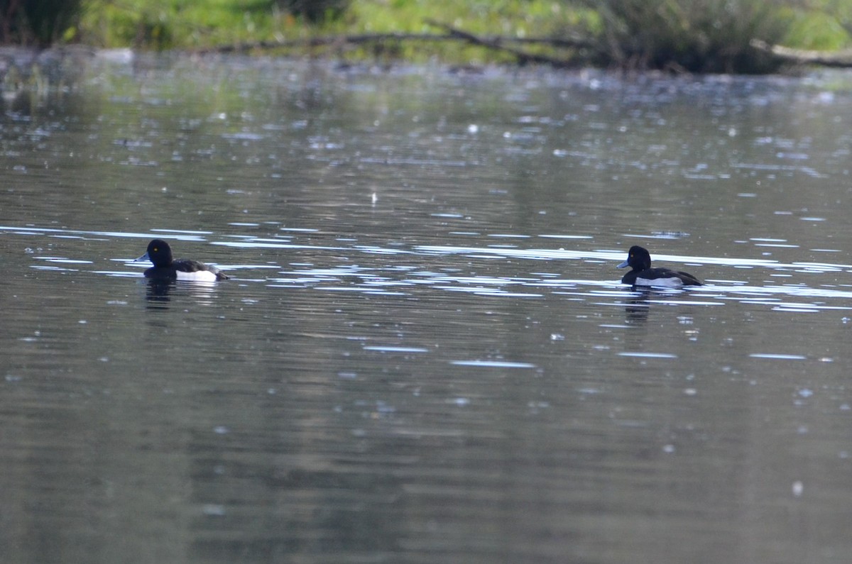 Tufted Duck - ML507784201