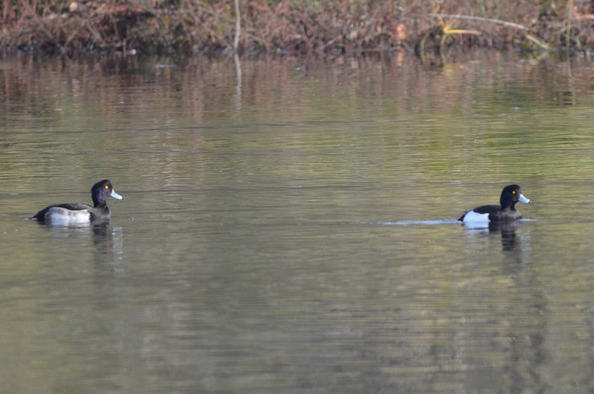 Tufted Duck - ML507784211