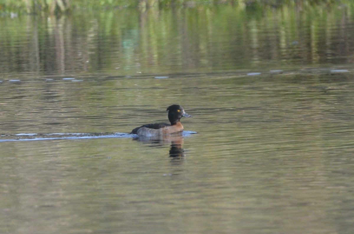 Tufted Duck - ML507784221
