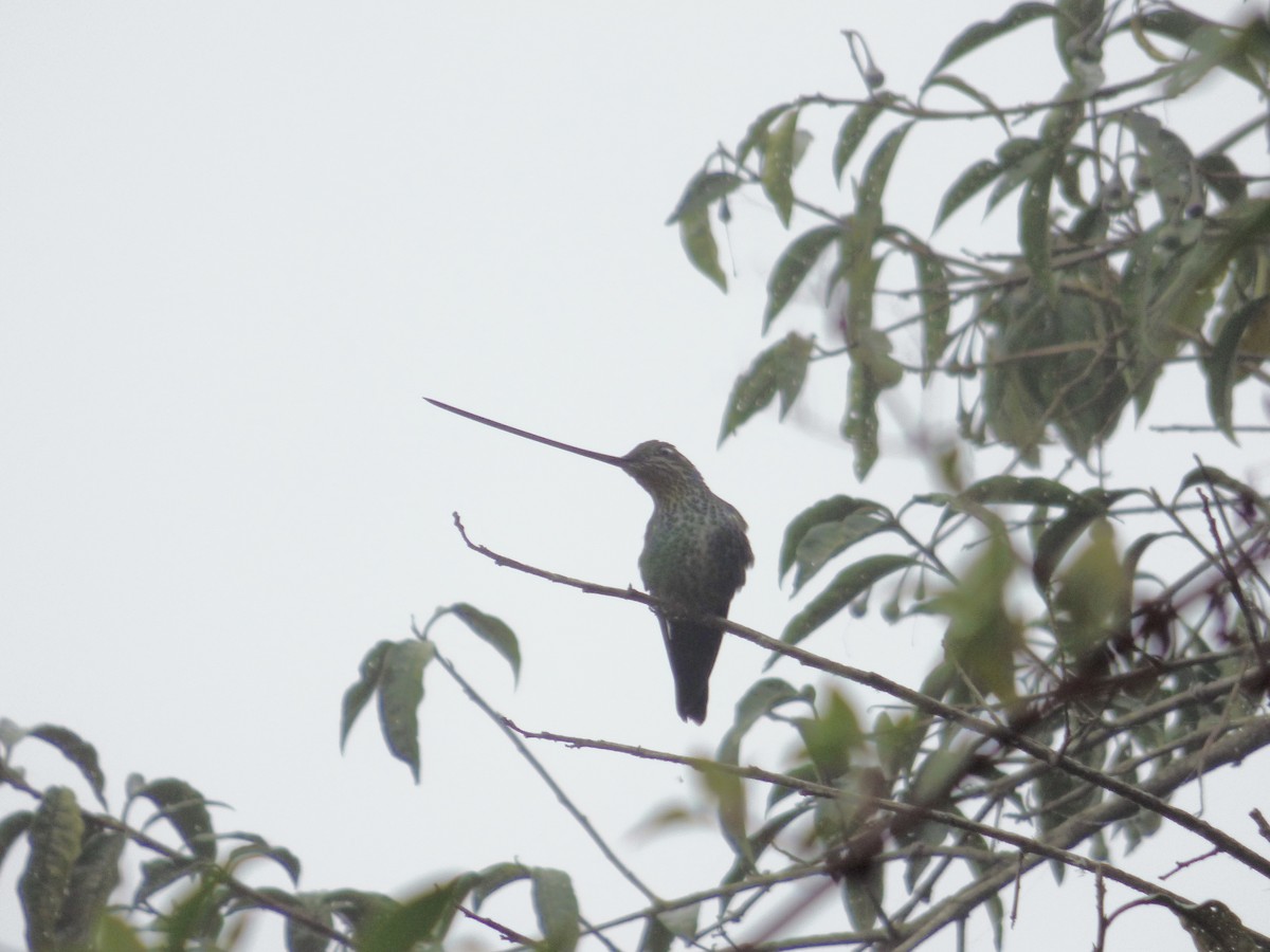 Sword-billed Hummingbird - ML507784731