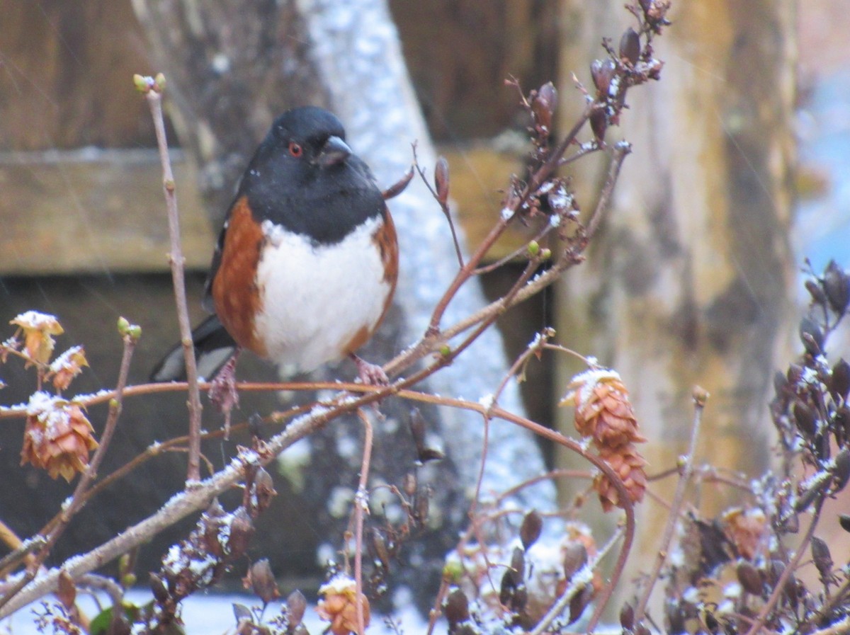 Spotted Towhee - ML507786781