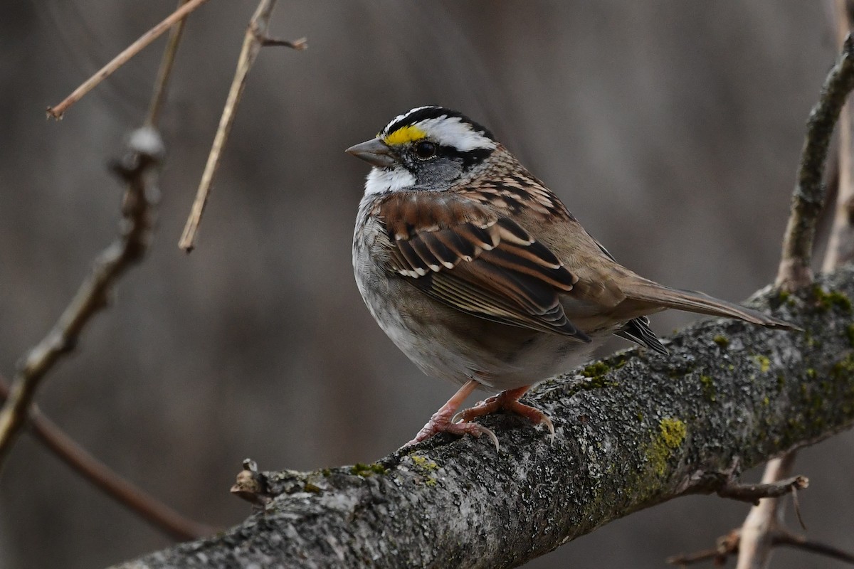 White-throated Sparrow - ML507789141