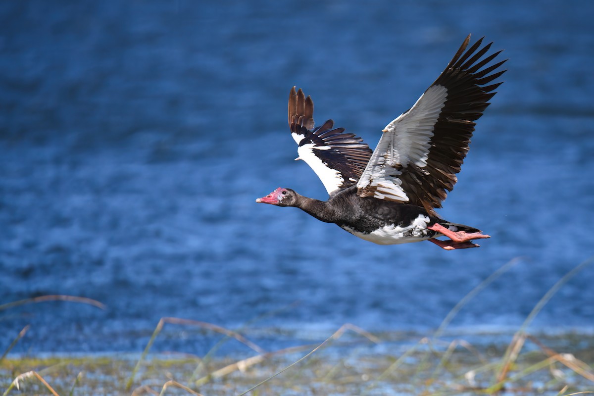 Spur-winged Goose - ML507795341