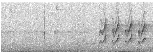 Тиранчик-довгохвіст жовточеревий - ML507797941