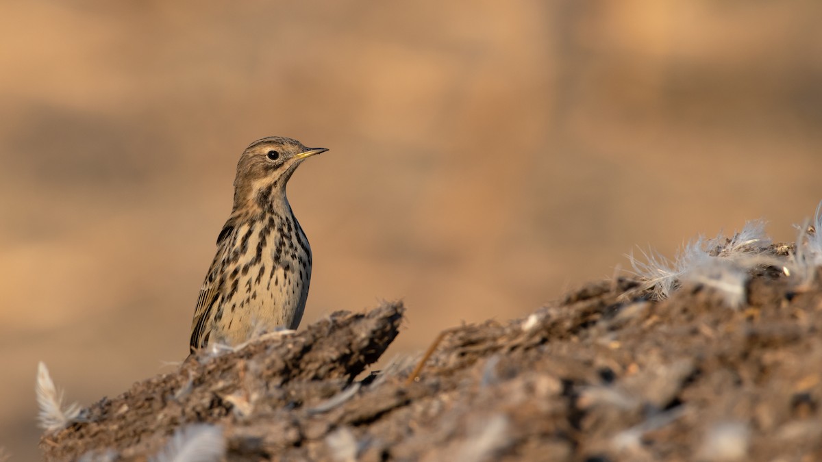 Red-throated Pipit - ML507801191