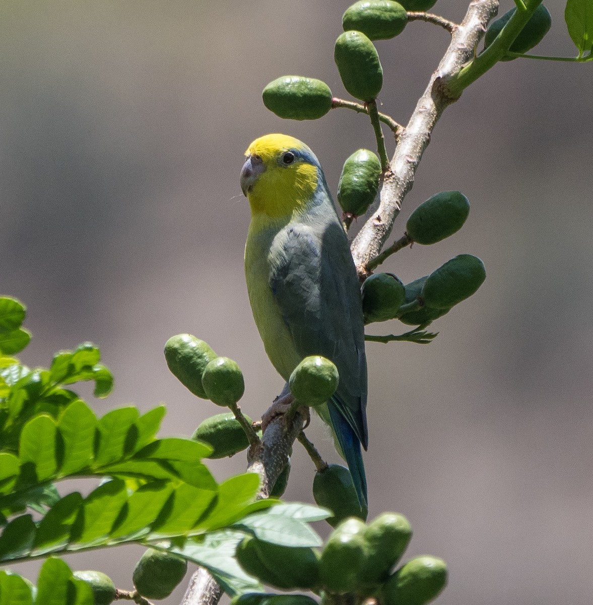Sarı Kulaklı Serçe Papağanı - ML507801381