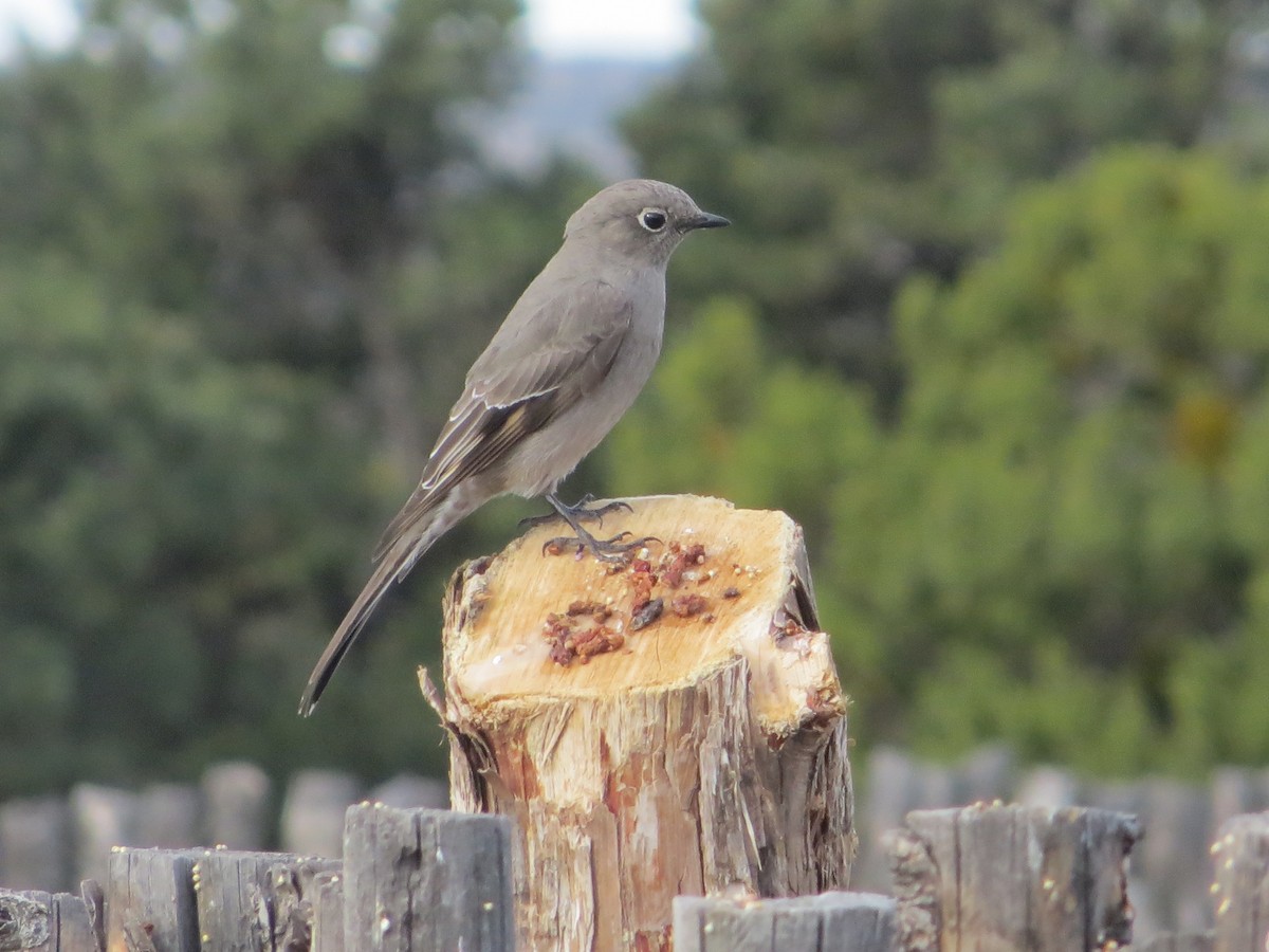 Townsend's Solitaire - ML50780301