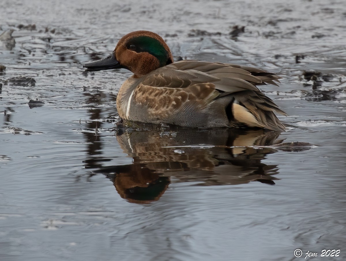 Green-winged Teal - ML507803371