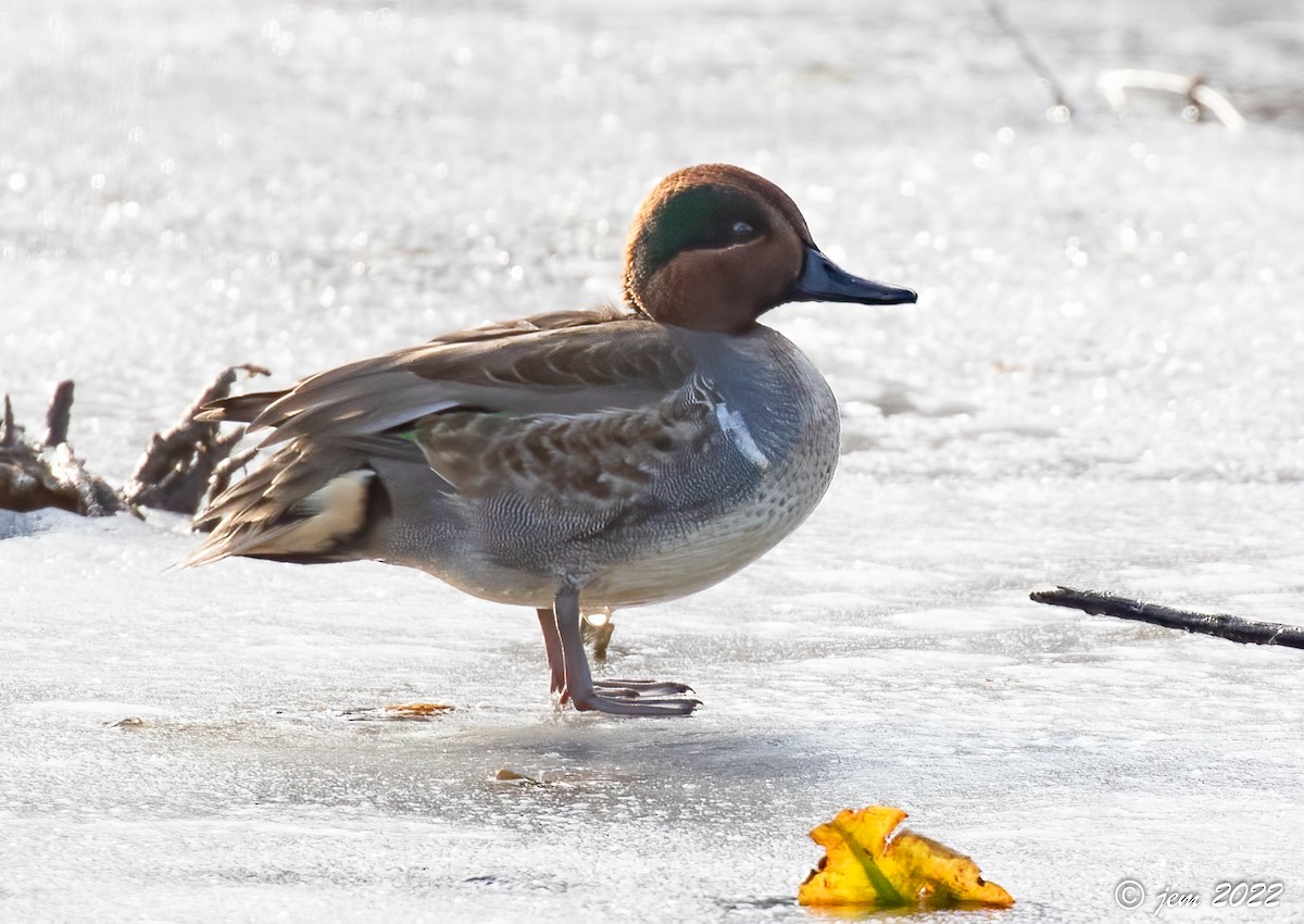 Green-winged Teal - ML507803381