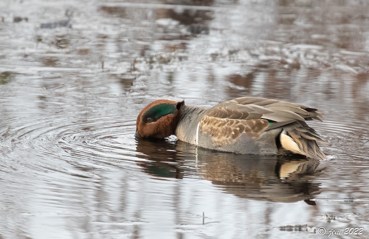 Green-winged Teal - ML507803401