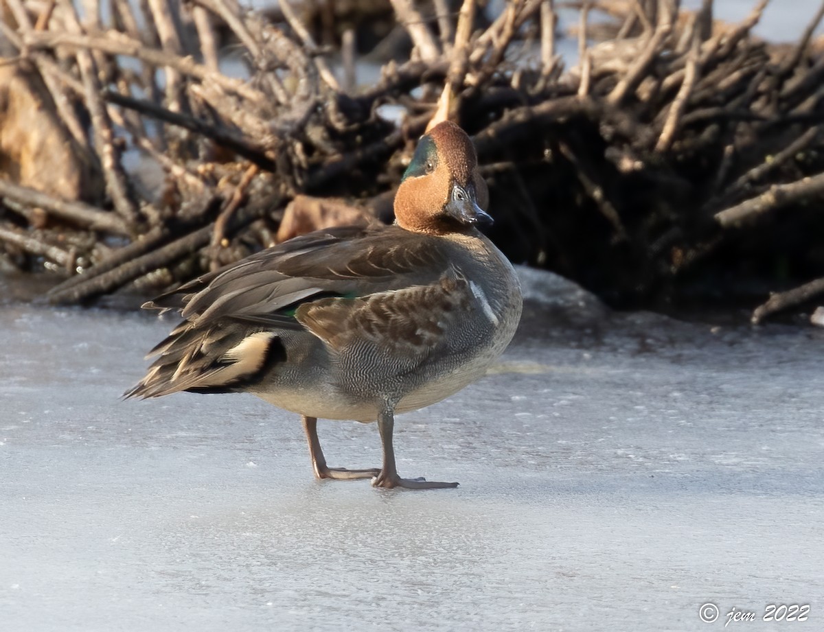 Green-winged Teal - ML507803411