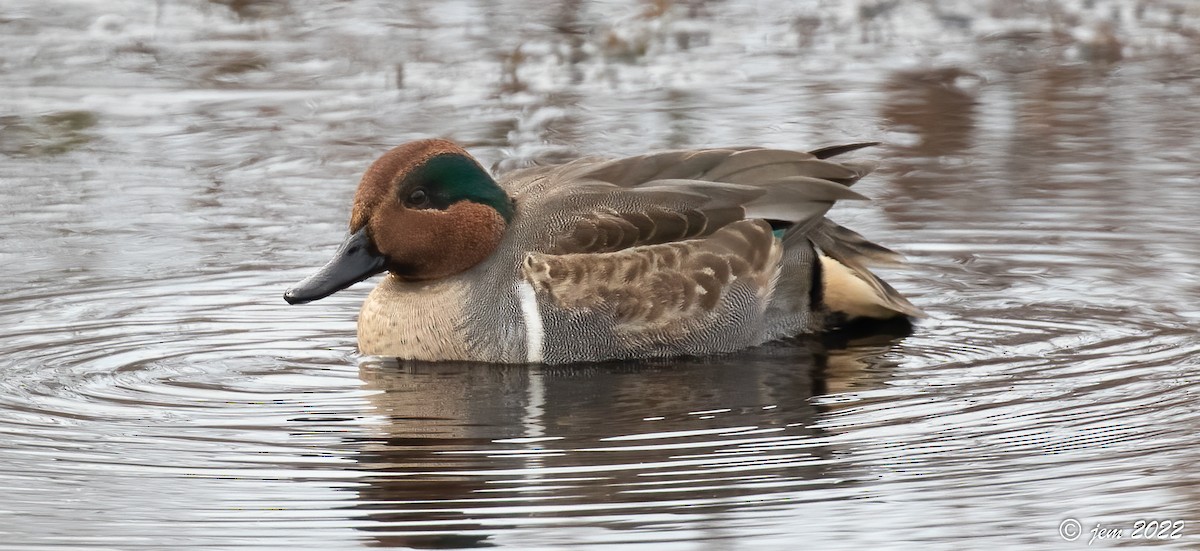 Green-winged Teal - ML507803421