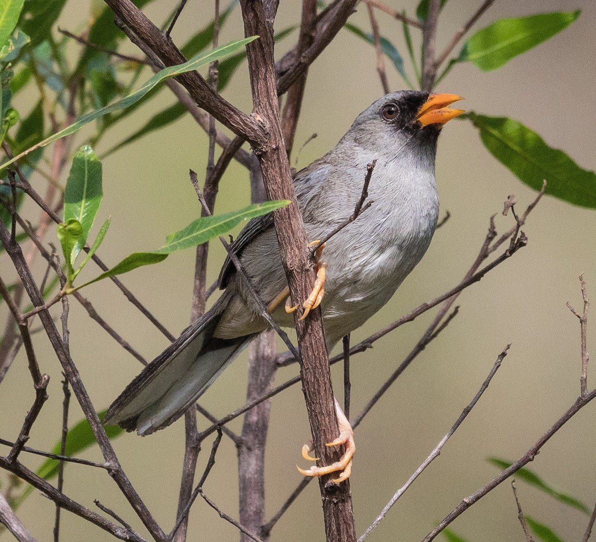 Gray-winged Inca-Finch - ML507807741