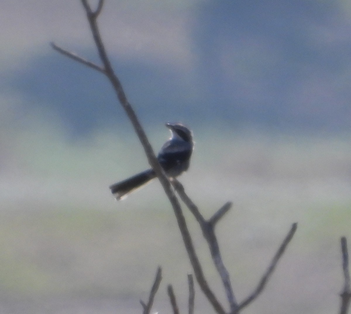 Iberian Gray Shrike - Mateu Garau
