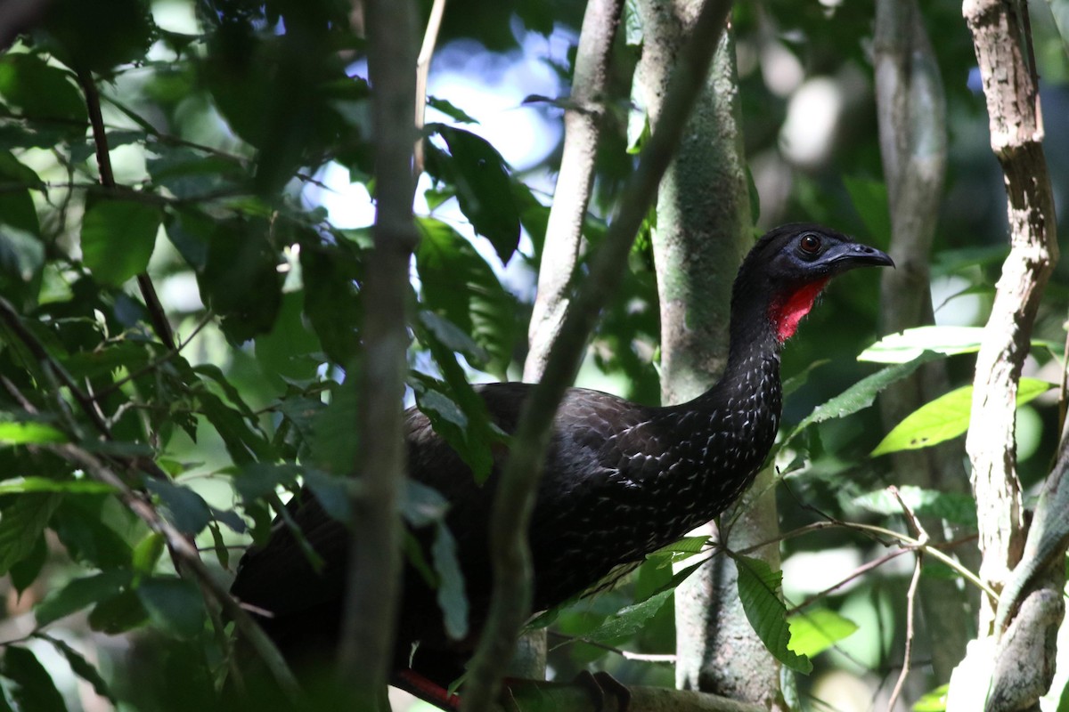 Crested Guan - ML507811911