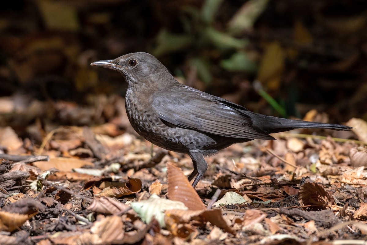 Eurasian Blackbird - Eren Aksoylu