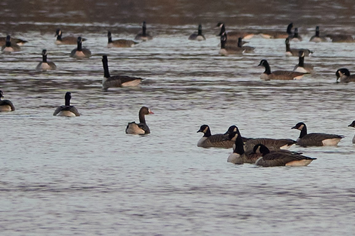 Greater White-fronted Goose - ML507814771