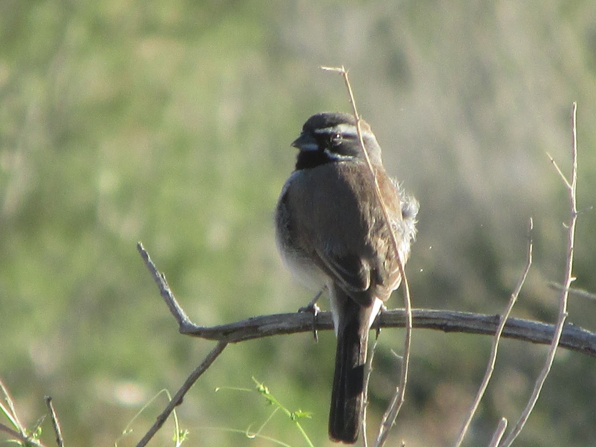 Black-throated Sparrow - Yonghee Lee