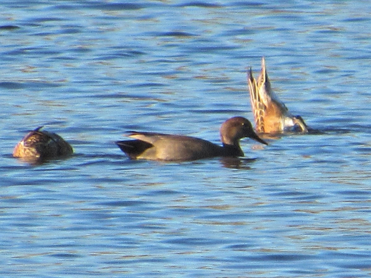 eBird Checklist 27 Nov 2022 Pleasure Acres Lake (Pleasant Acres Lake) 42 species