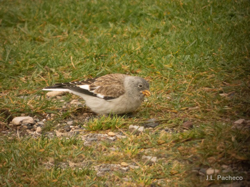 White-winged Snowfinch - Jose Luis Pacheco