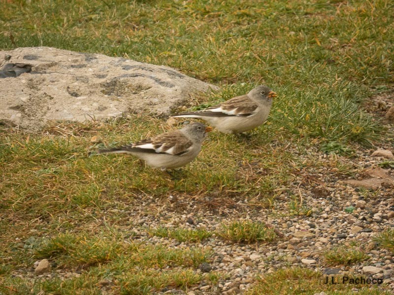White-winged Snowfinch - ML507823261