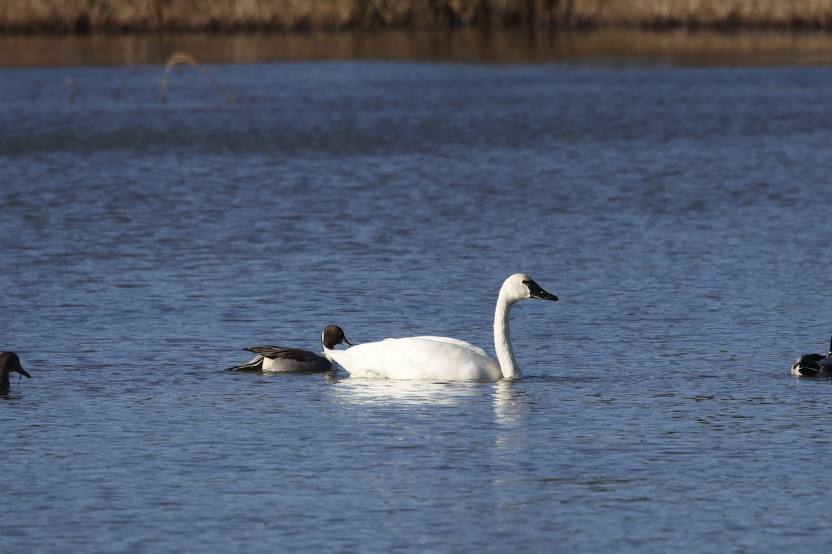 EBird Checklist - 26 Nov 2022 - Edwin B. Forsythe NWR (formerly Brig ...