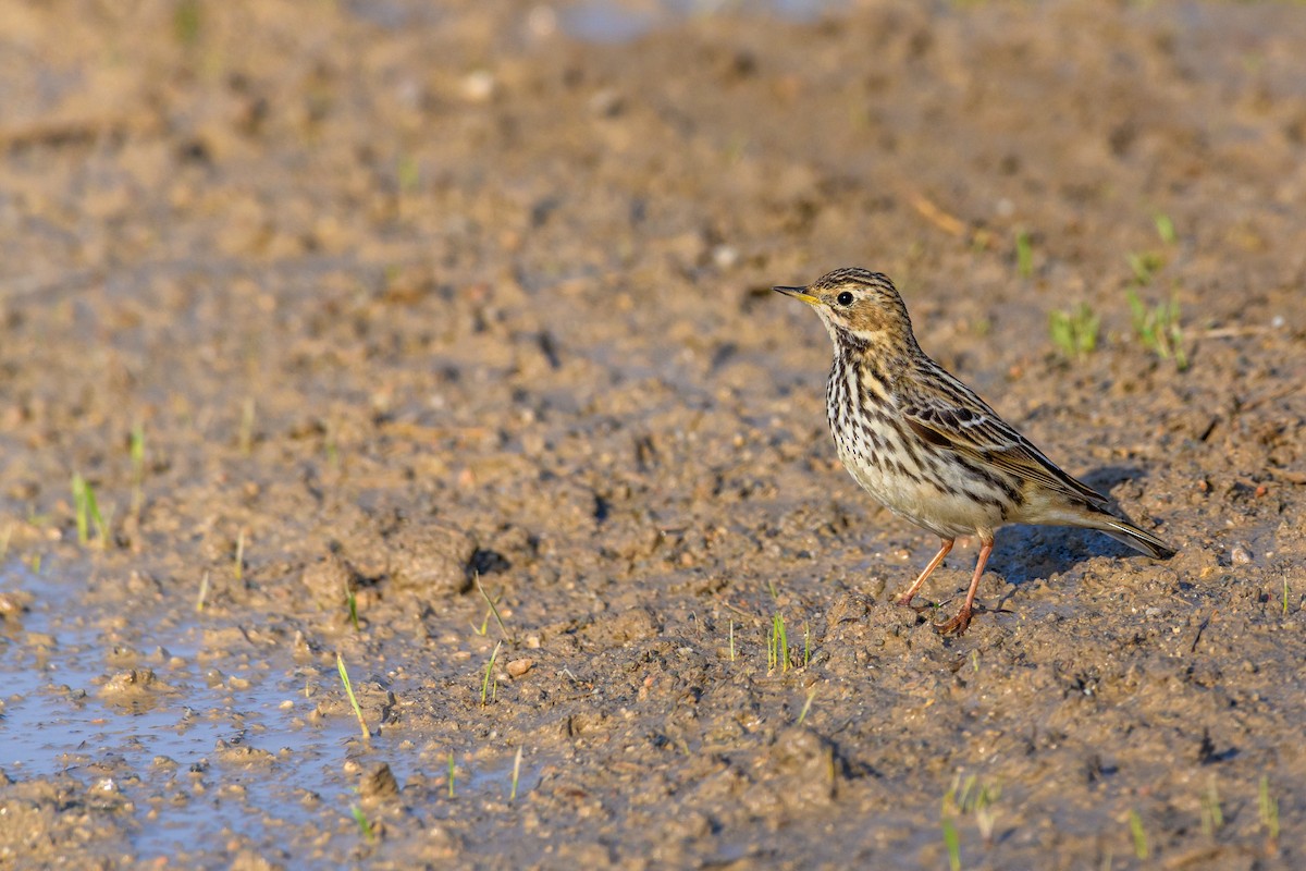 Red-throated Pipit - ML507829701
