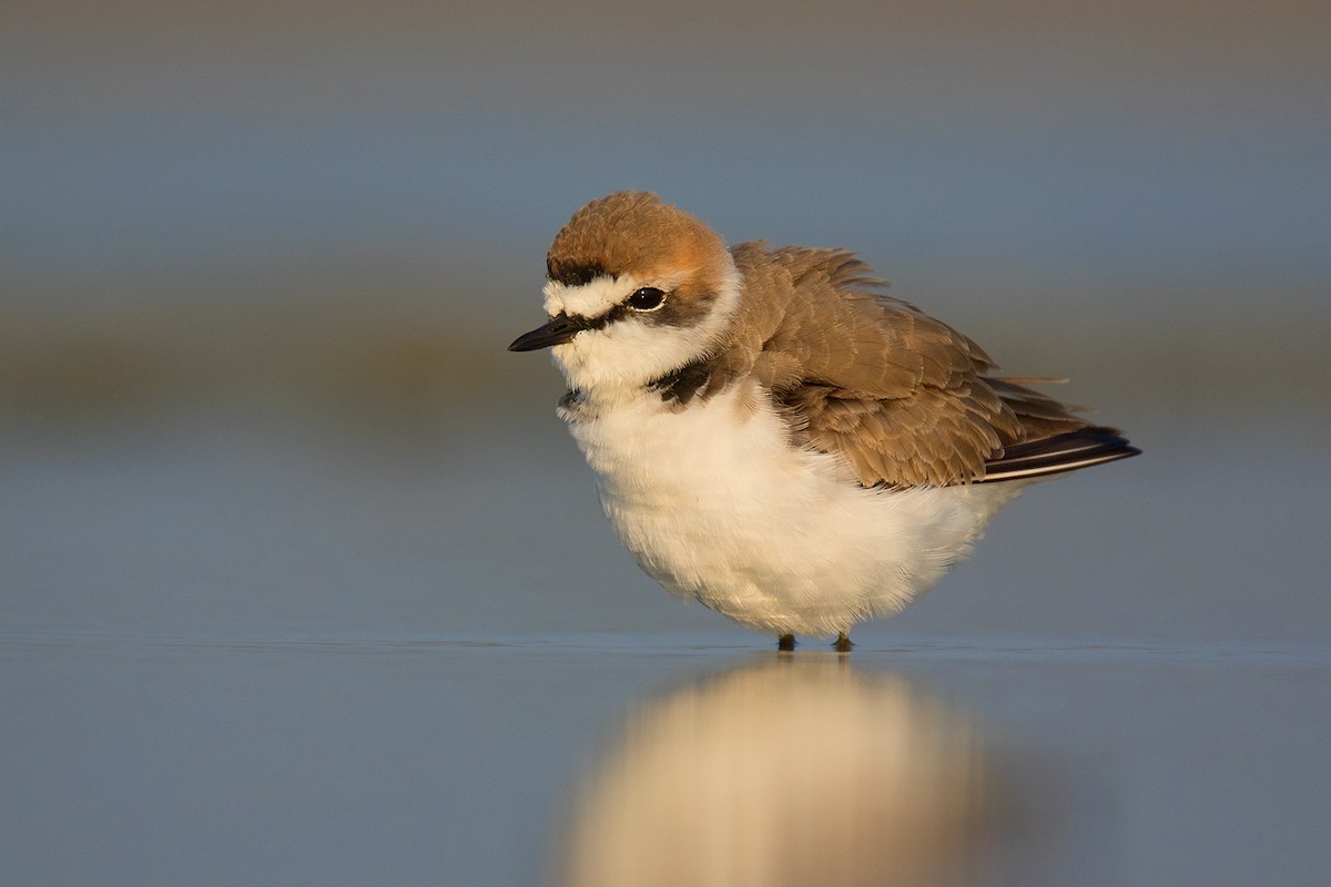 Kentish Plover - Ayuwat Jearwattanakanok