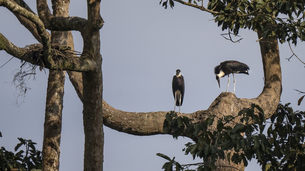 Asian Woolly-necked Stork - ML507834381