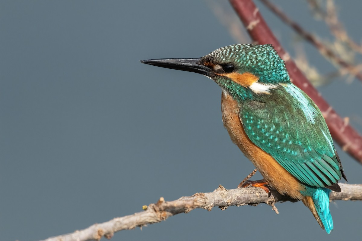 Common Kingfisher - ML507836131