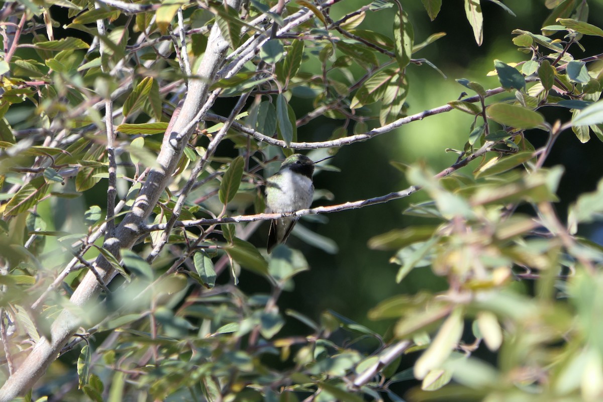 Broad-tailed Hummingbird - ML507838921